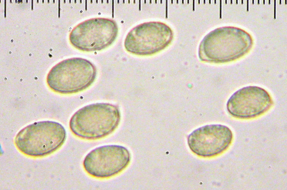 Pholiota iterata image