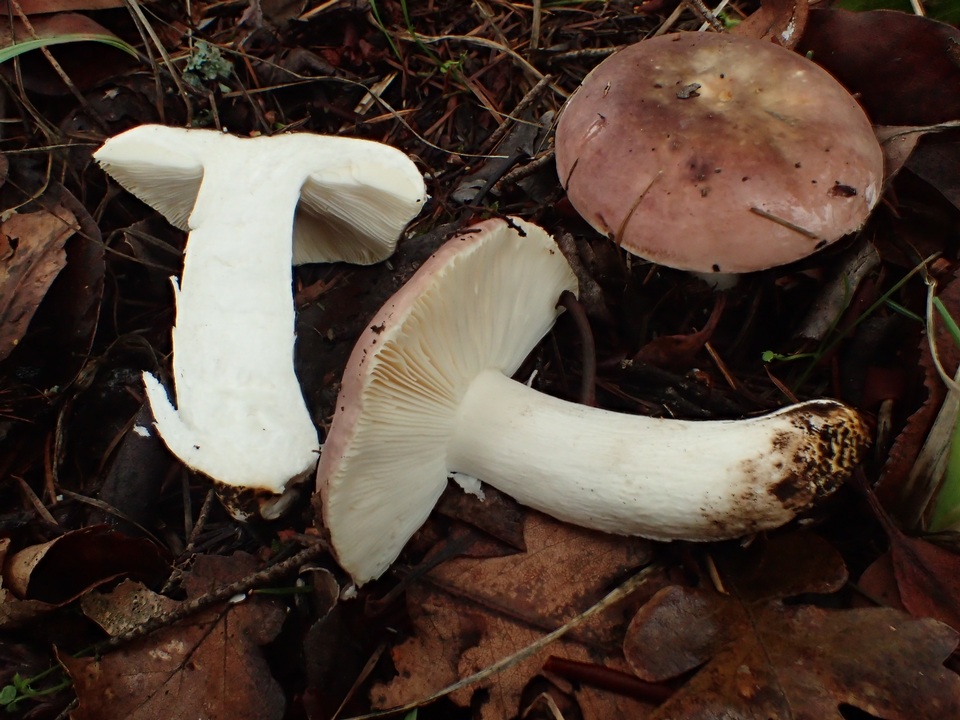 Russula veternosa image