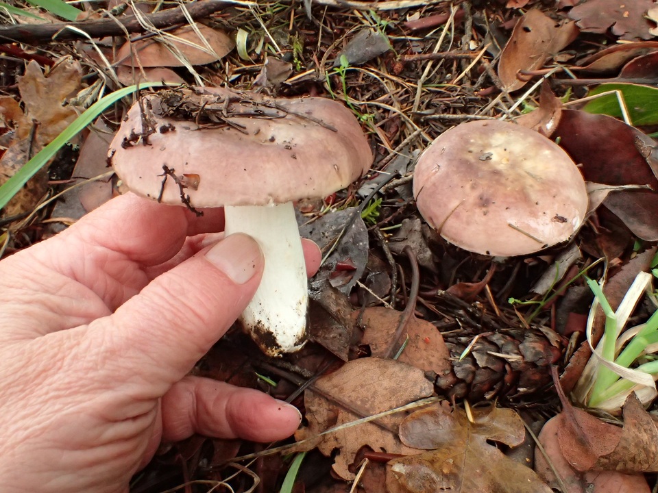 Russula veternosa image