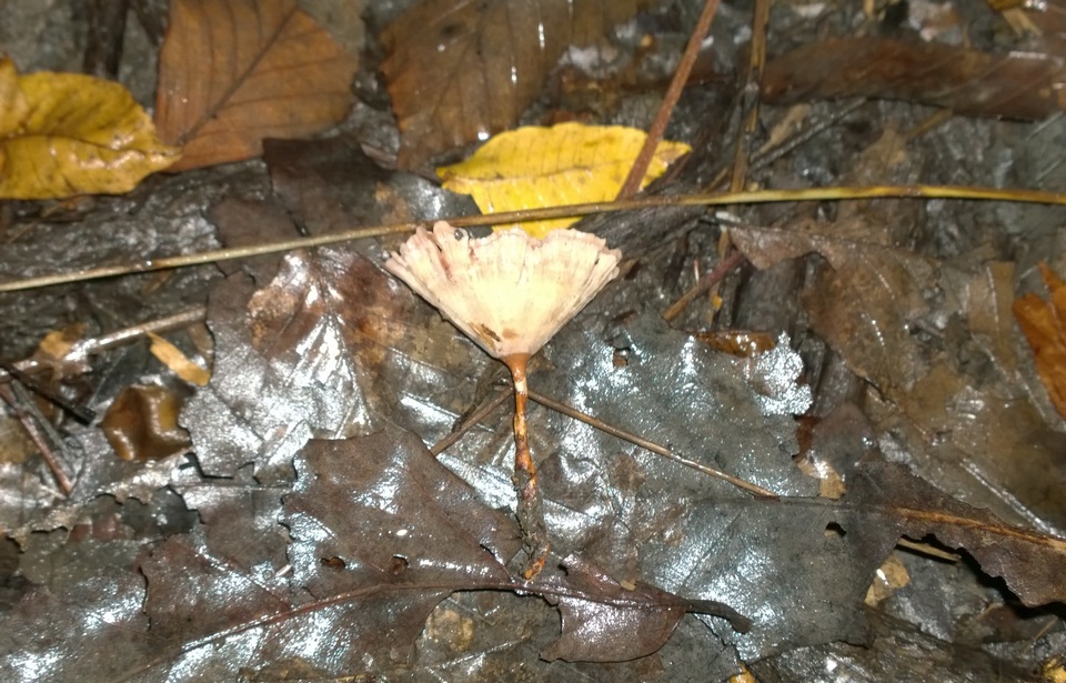 Podoscypha thozetii image