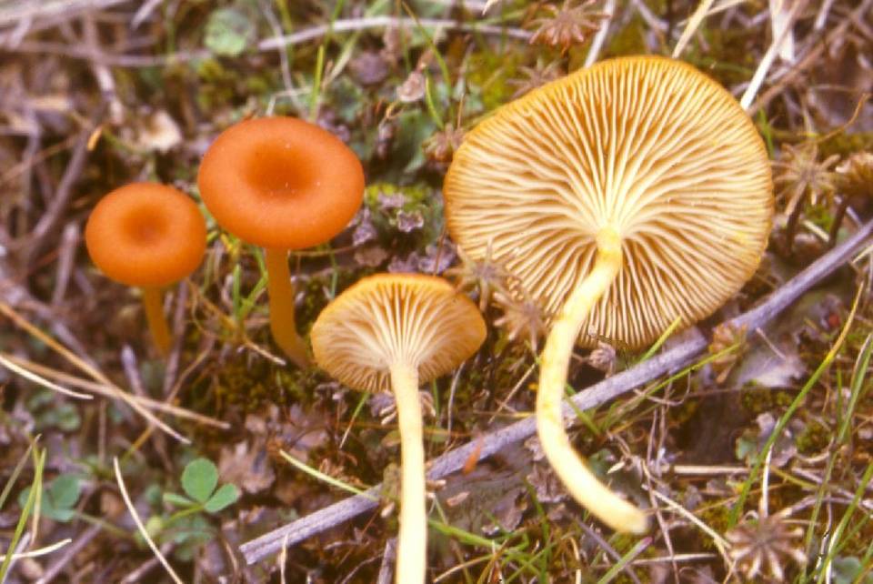 Loreleia postii image