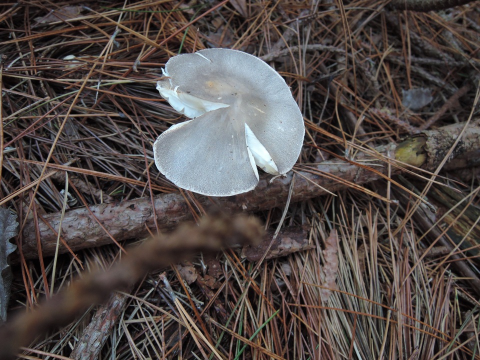 Leucoagaricus cinerascens image