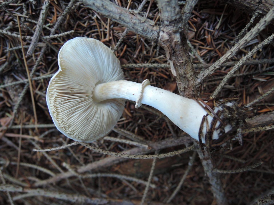 Leucoagaricus cinerascens image