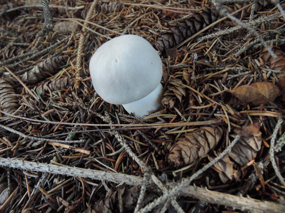 Leucoagaricus cinerascens image