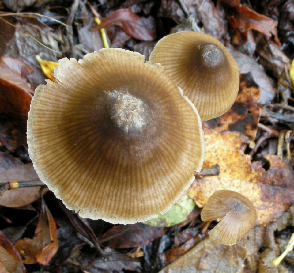 Entoloma propinquum image