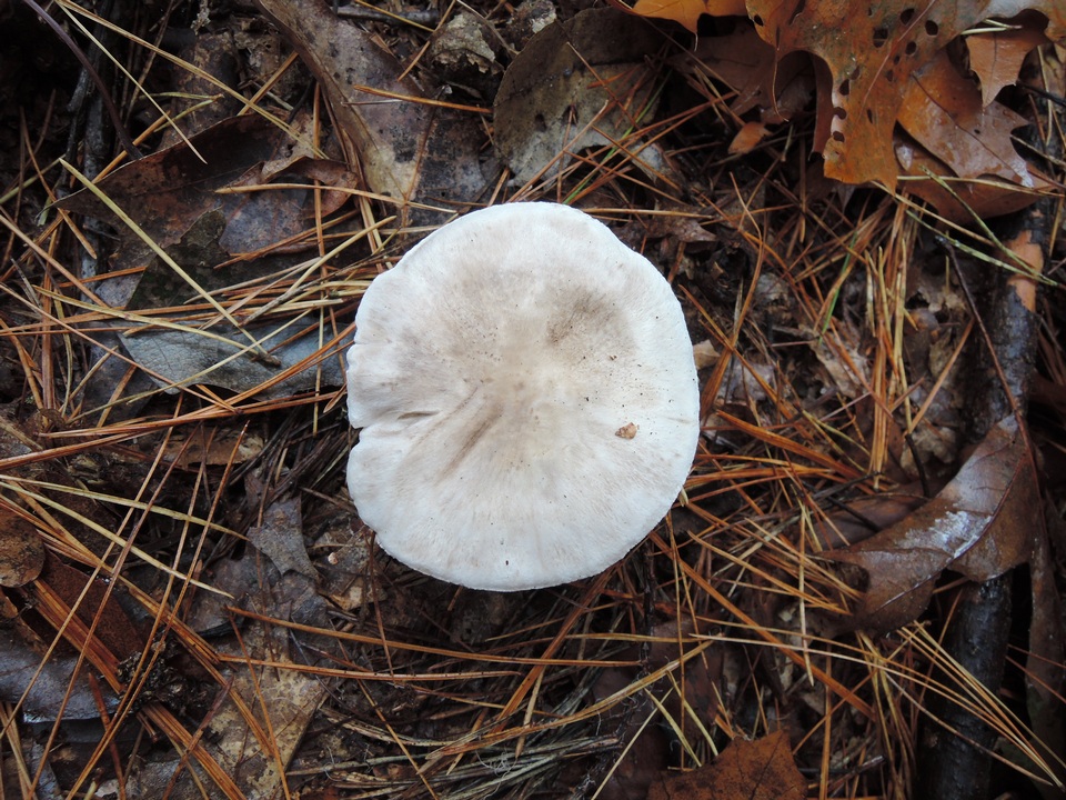 Tricholoma marquettense image