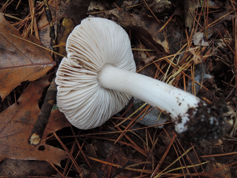 Tricholoma marquettense image
