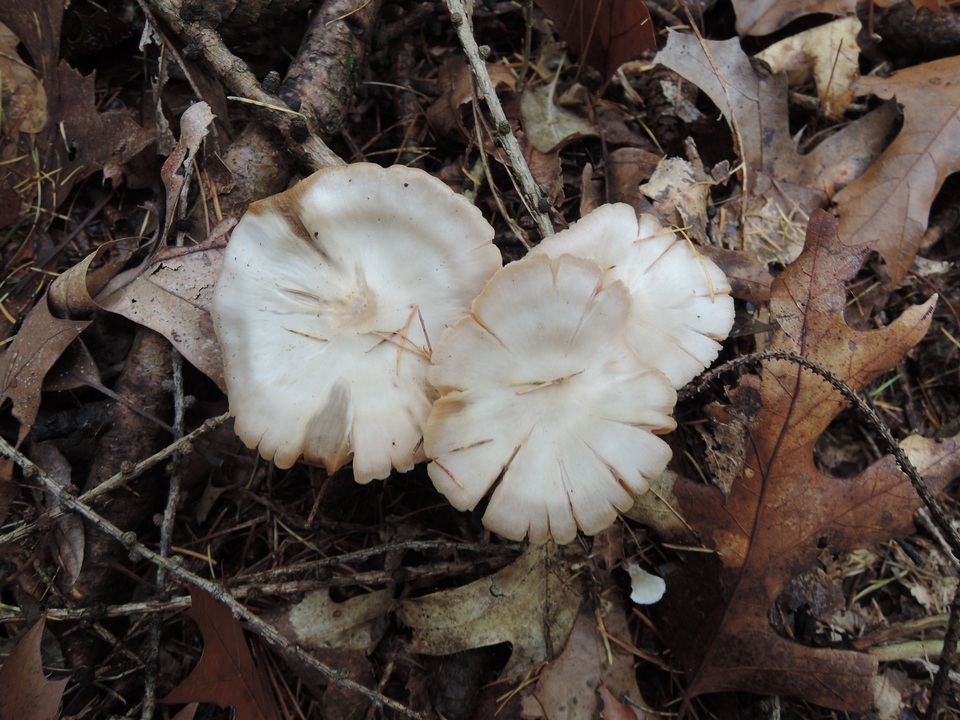 Entoloma albidum image