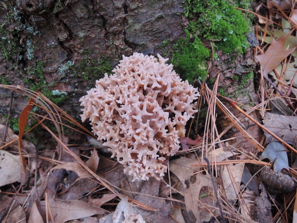 Ramaria roseola image