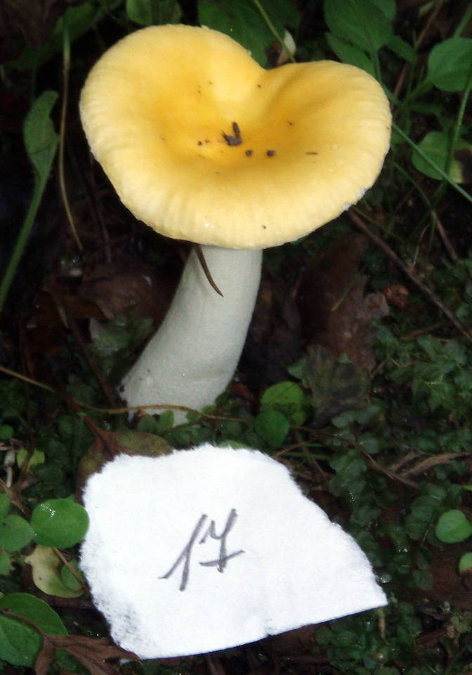 Russula acetolens image