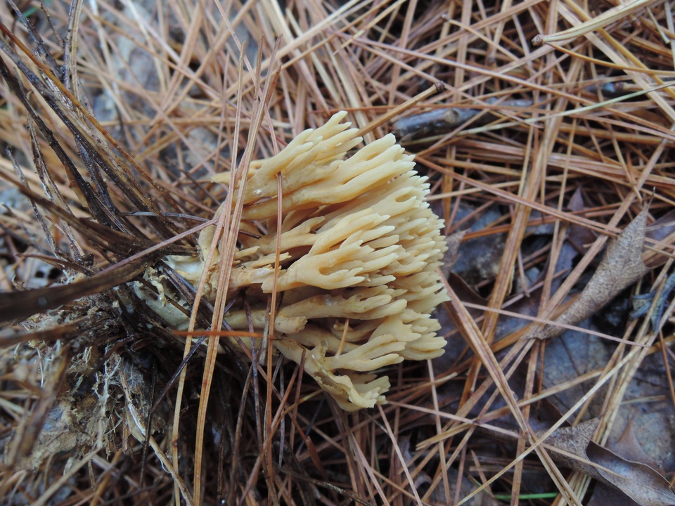 Ramaria flaccida image