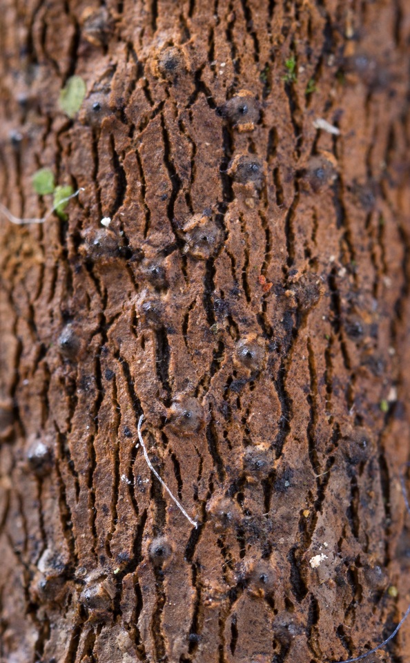 Xylaria hyperythra image
