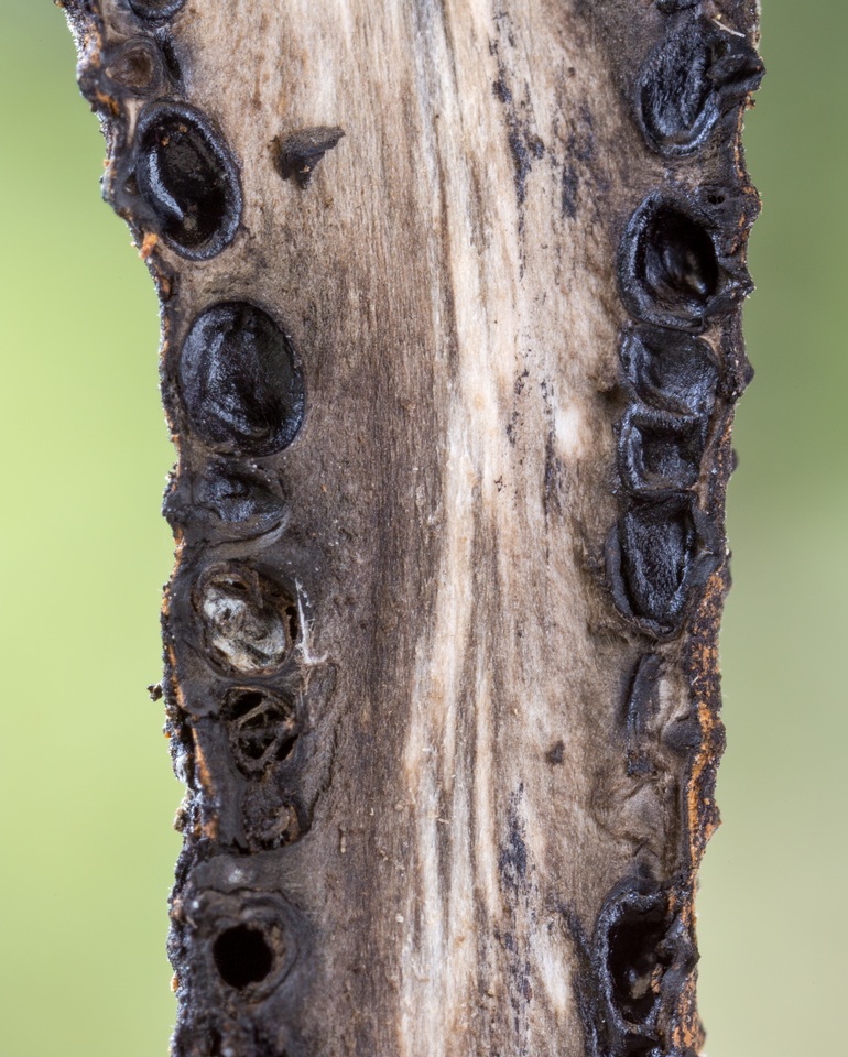 Xylaria hyperythra image