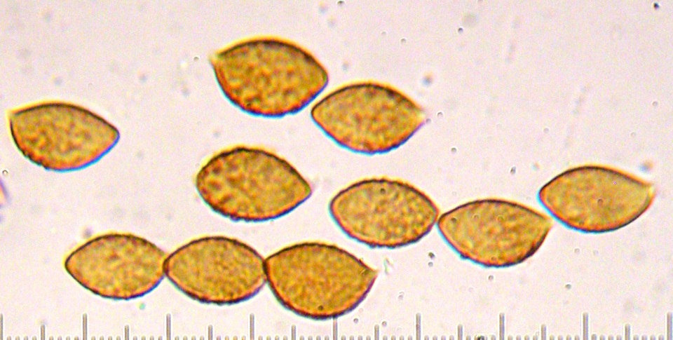 Cortinarius subsulfurinus image