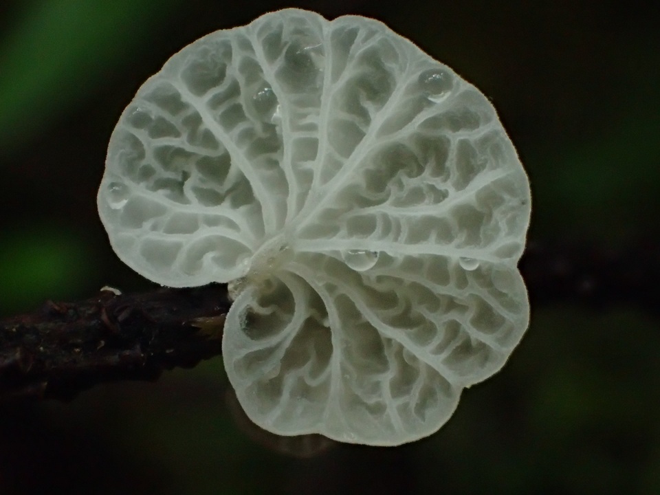 Tetrapyrgos subdendrophora image