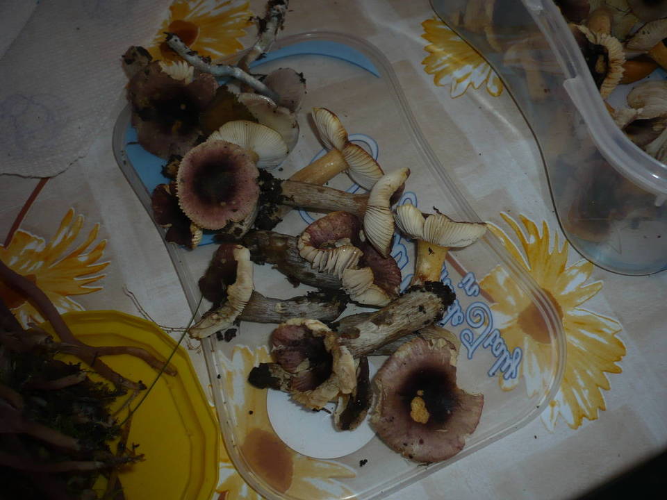 Russula pumila image