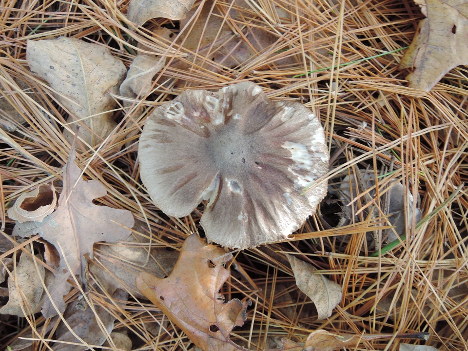 Tricholoma orirubens image