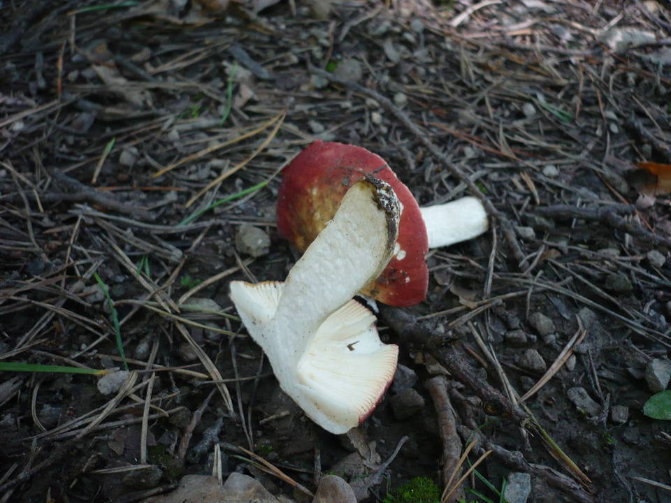 Russula amarissima image