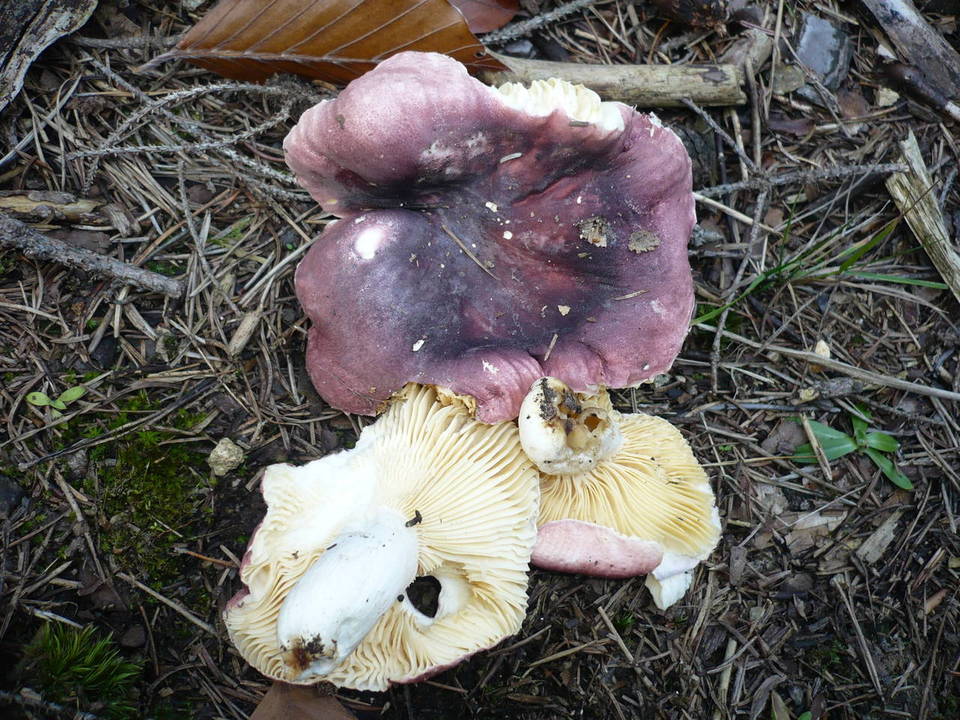 Russula amethystina image