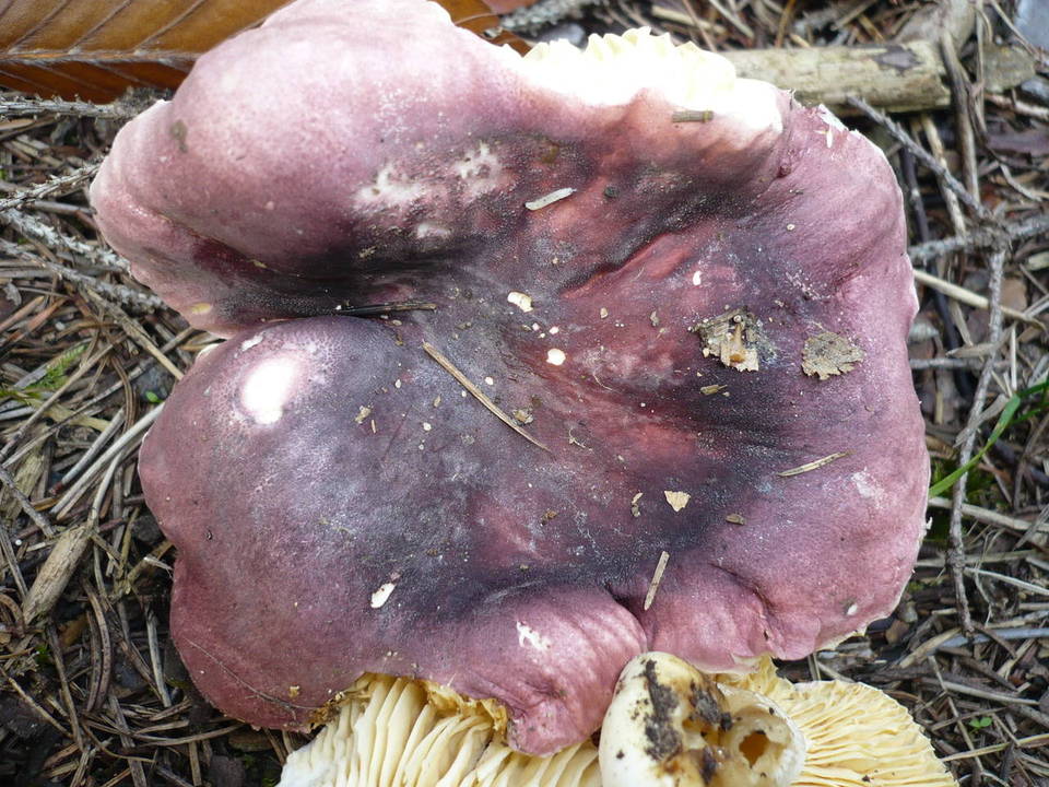 Russula amethystina image