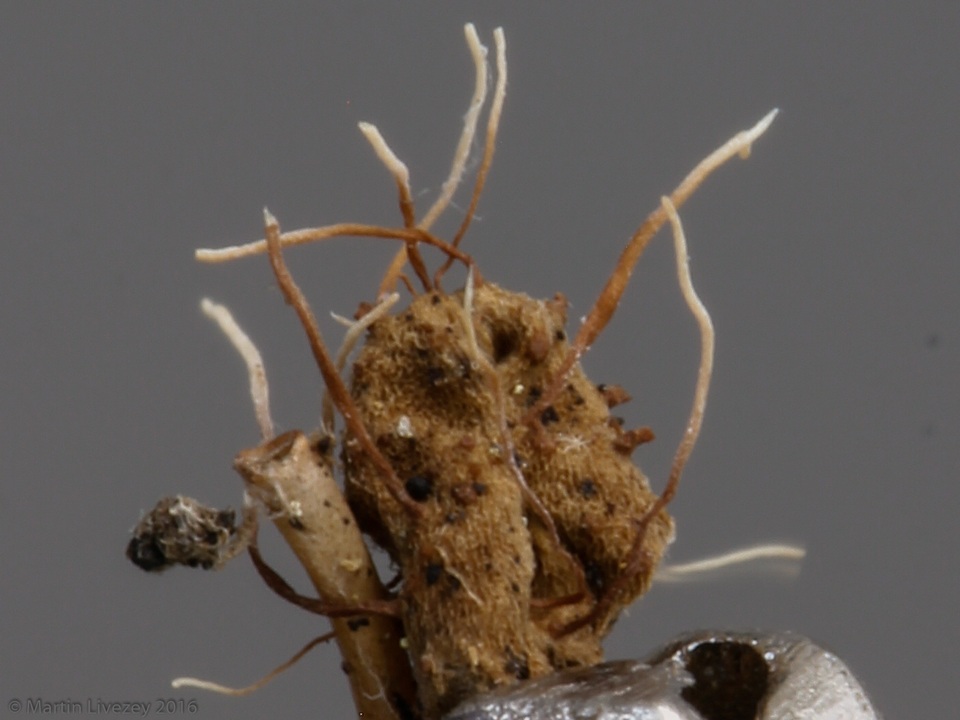 Akanthomyces aranearum image