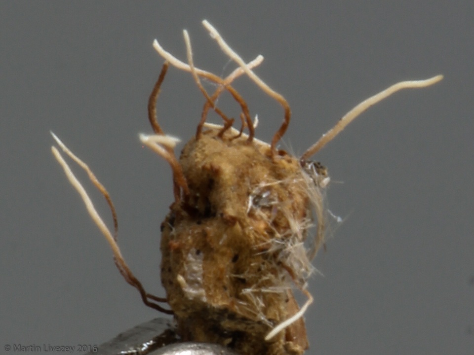 Akanthomyces aranearum image