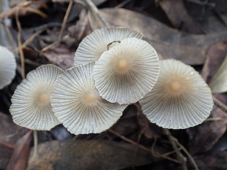 Coprinellus limicola image