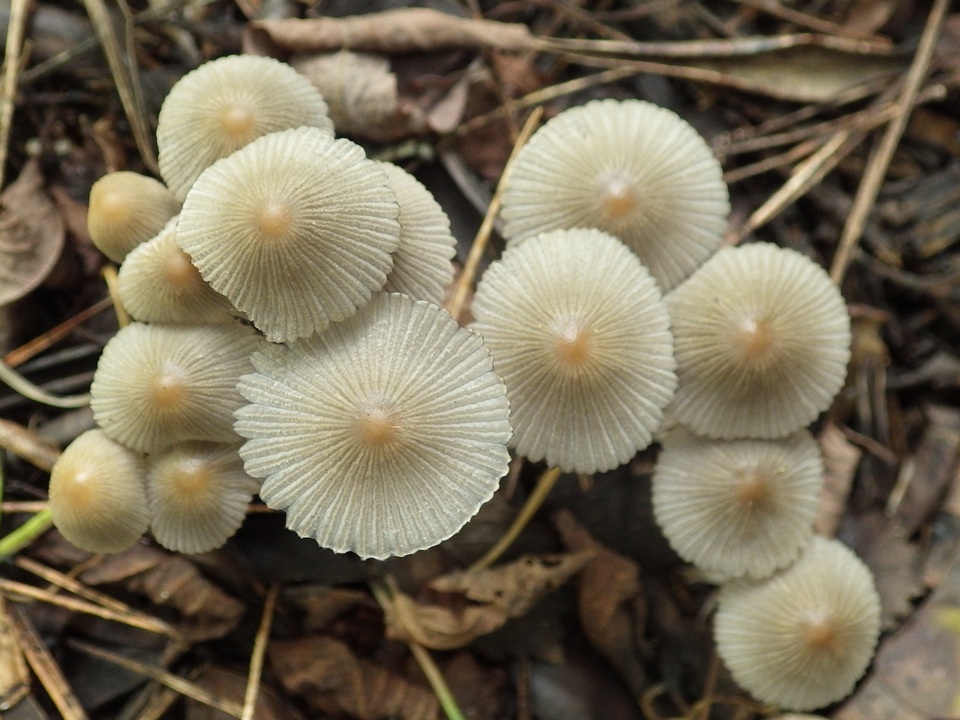 Coprinellus limicola image