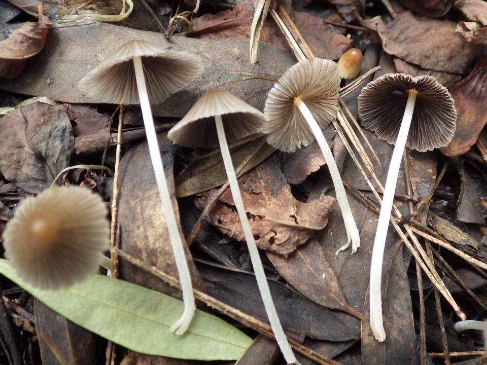 Coprinellus limicola image