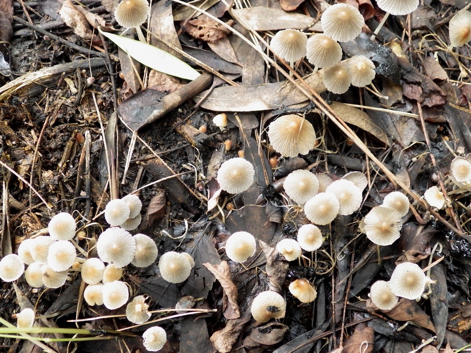 Coprinellus limicola image
