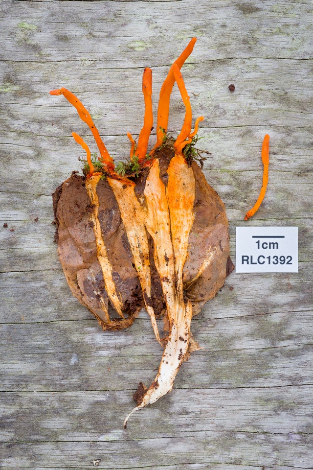 Cordyceps nidus image