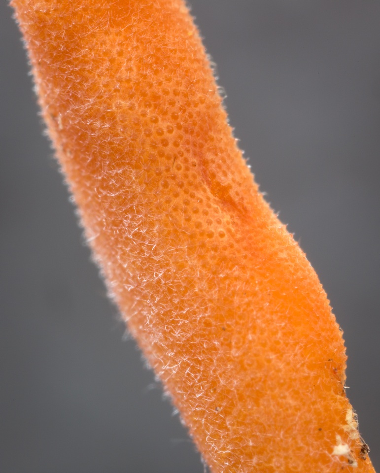 Cordyceps nidus image