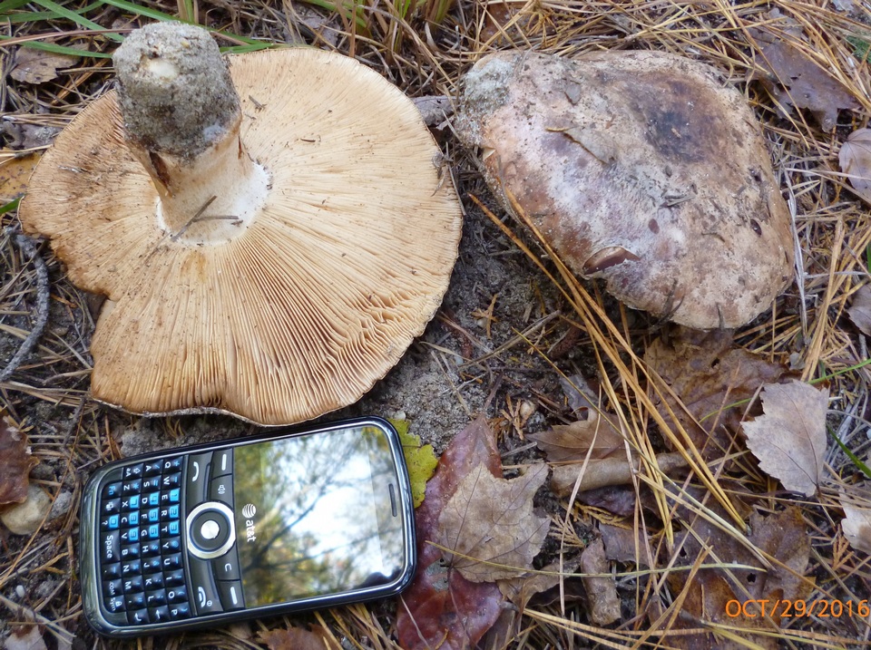 Tricholoma colossus image