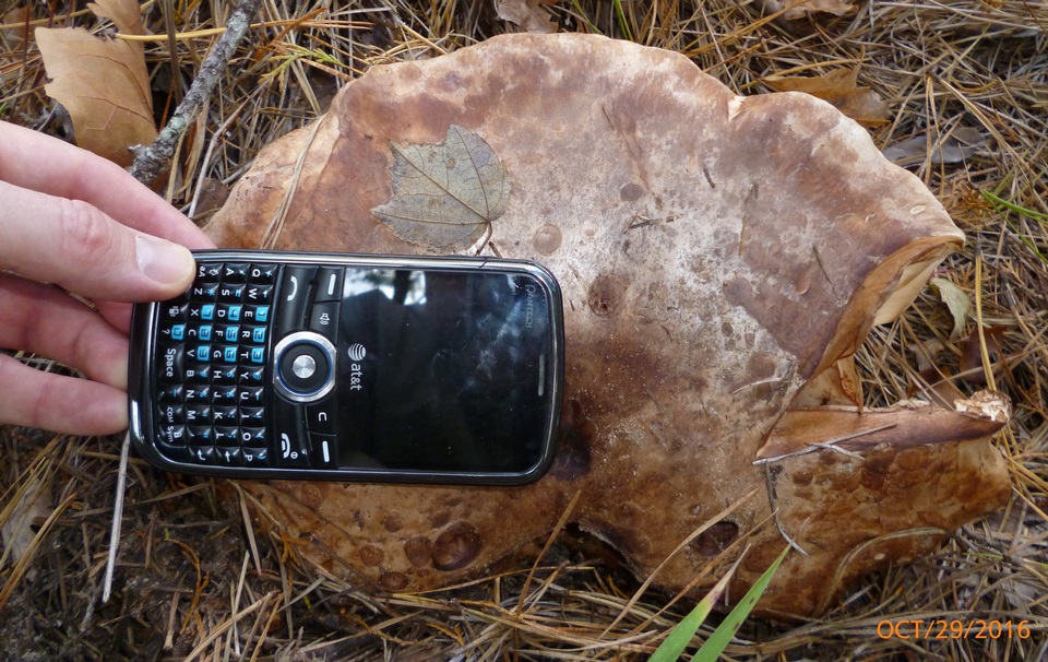 Tricholoma colossus image