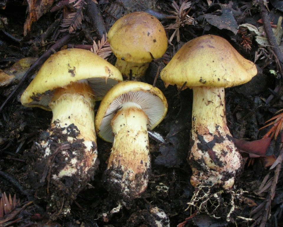 Cortinarius superbus image