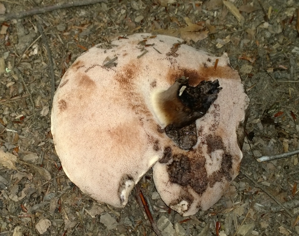 Tylopilus atratus image