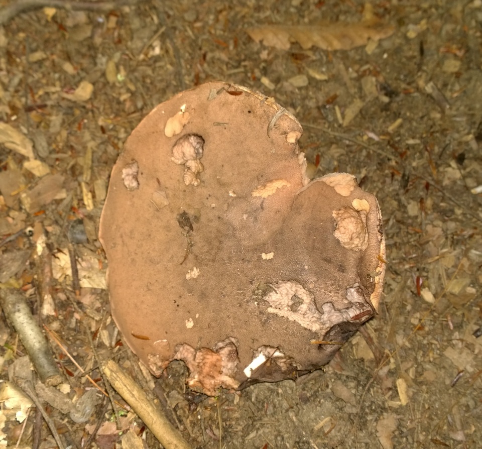 Tylopilus atratus image