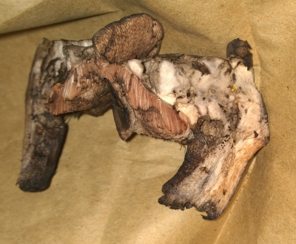 Tylopilus atratus image