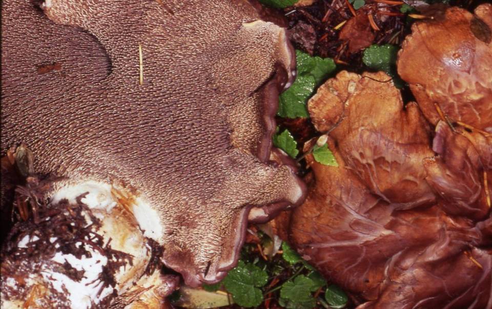 Sarcodon rimosus image
