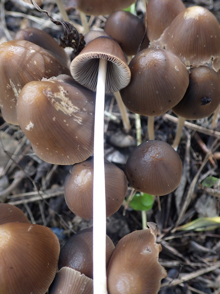 Parasola conopilea image