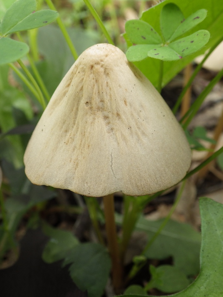 Parasola conopilea image
