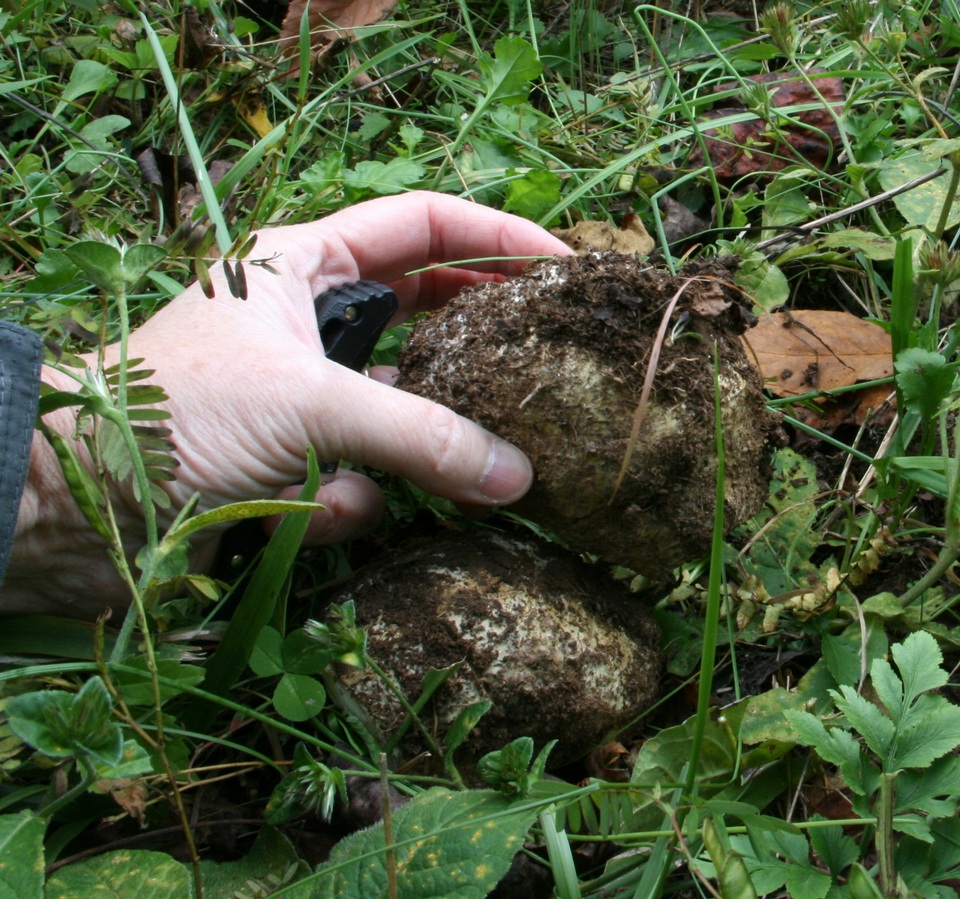 Scleroderma hypogaeum image
