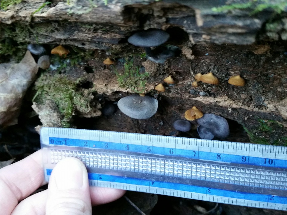 Entoloma occidentale image