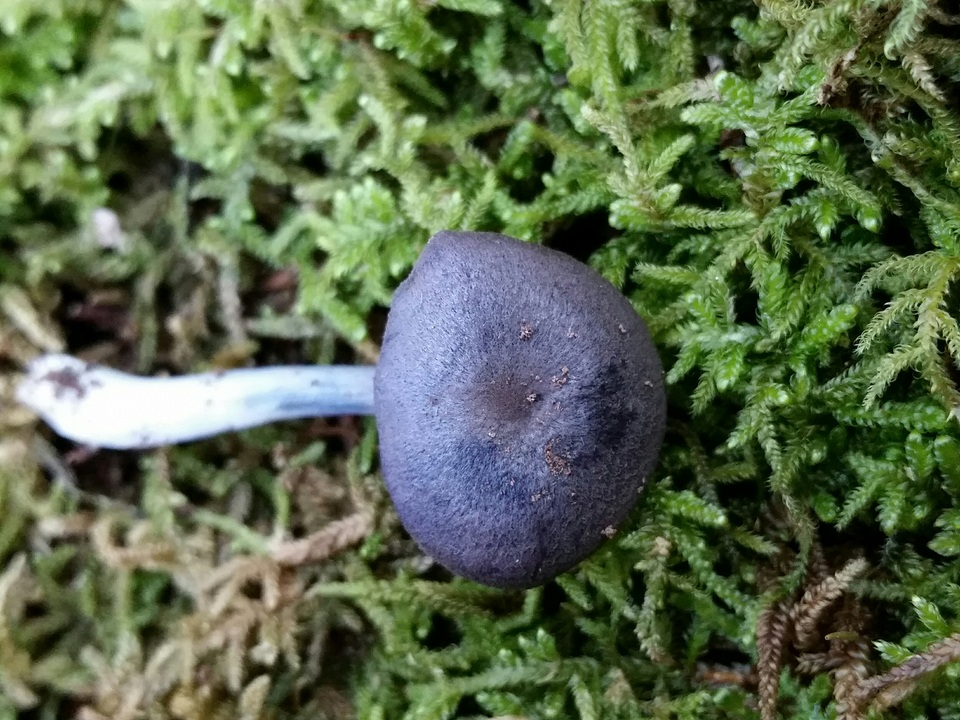 Entoloma occidentale image