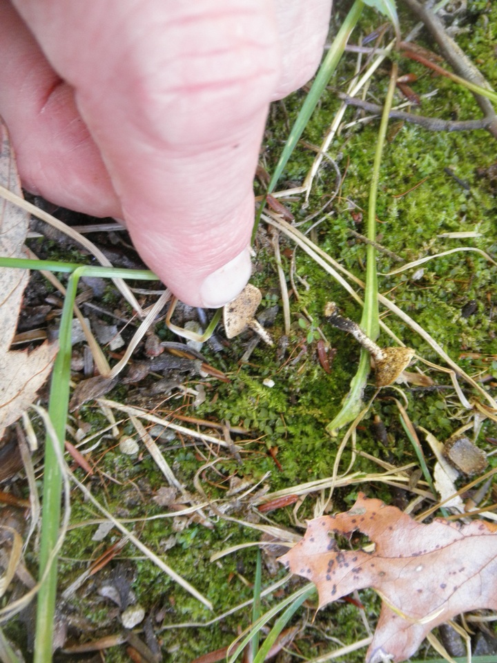 Cerioporus varius image