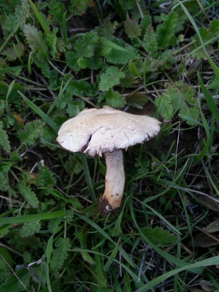 Agaricus comtulus image