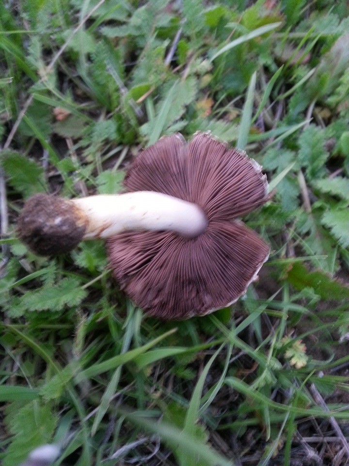Agaricus comtulus image