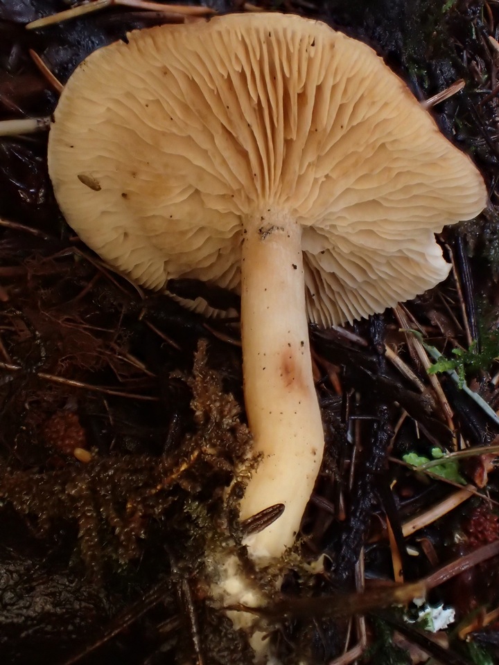 Clitopilus nuciolens image