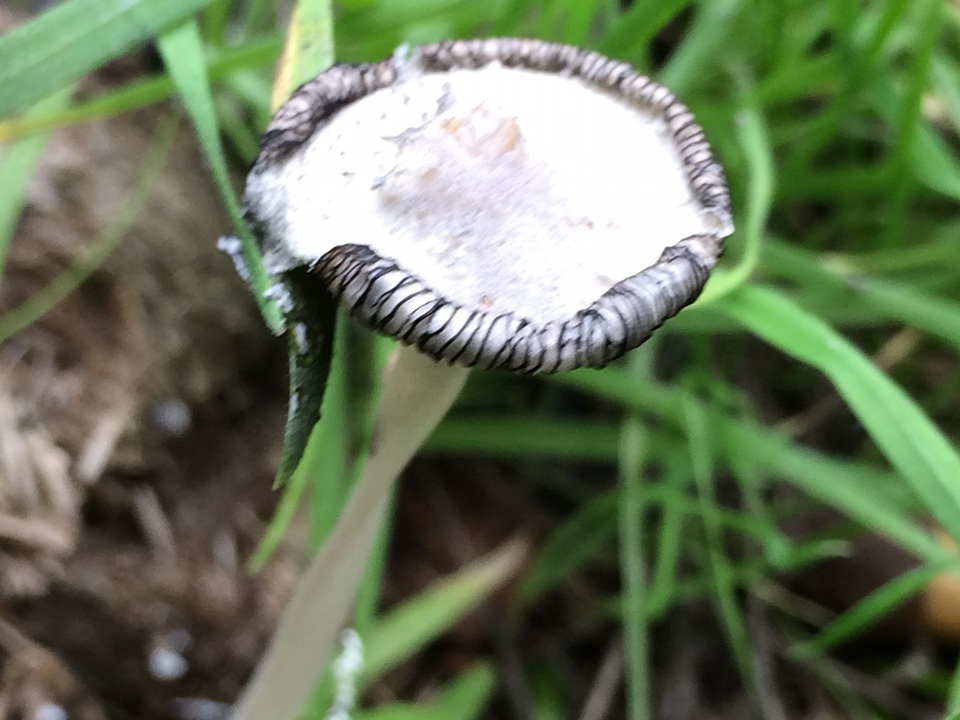 Coprinopsis radiata image
