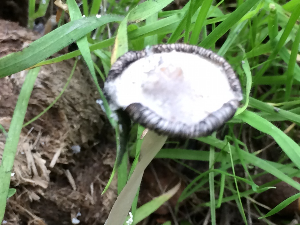 Coprinopsis radiata image